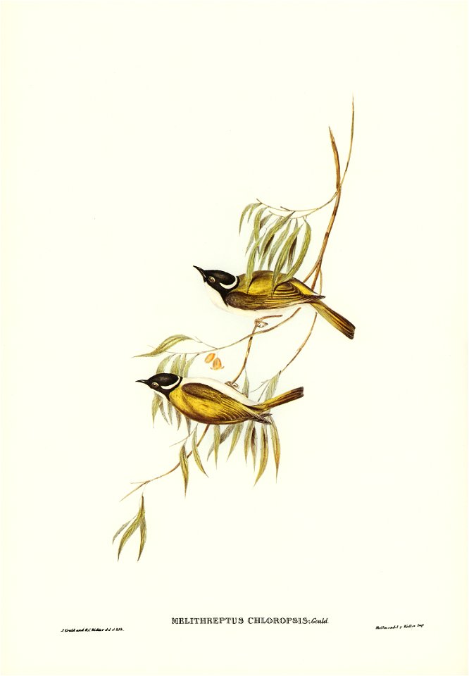 Melithreptus chloropsis - The Birds of Australia