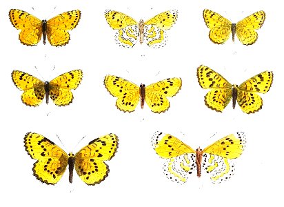 MelitaeaPersea 379 1