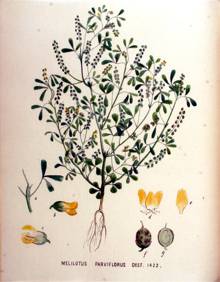 Melilotus parviflorus — Flora Batava — Volume v18