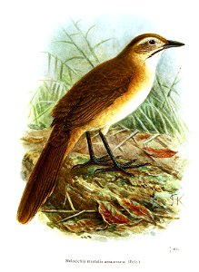 Melocichla mentalis amauroura