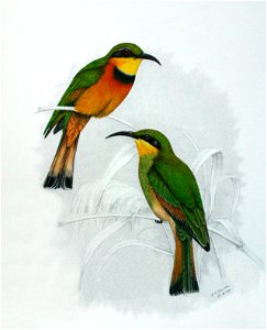 Merops pusillus00a