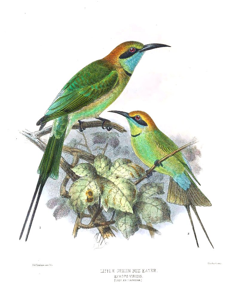 Merops viridis Keulemans