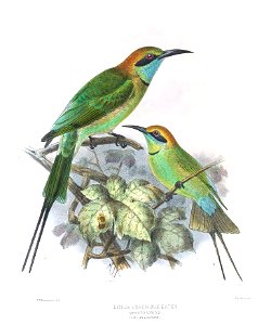 Merops viridis Keulemans