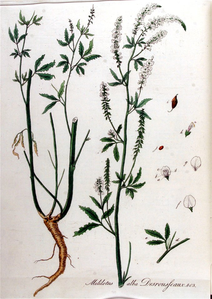 Melilotus alba — Flora Batava — Volume v11