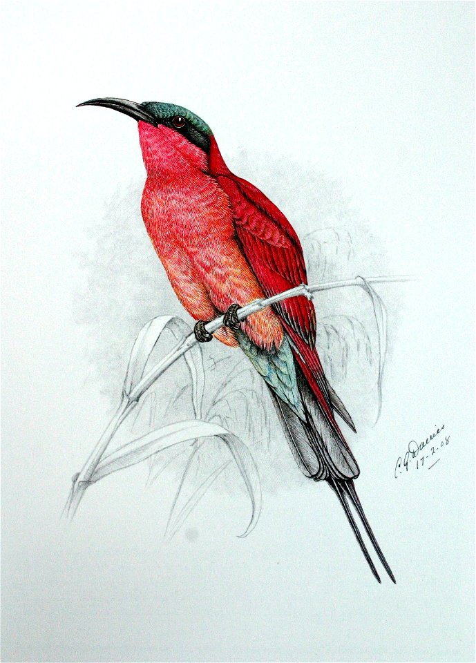 Merops nubicoides00