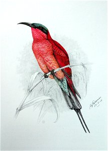 Merops nubicoides00