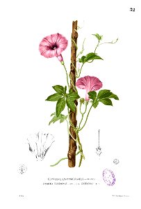 Merremia tuberosa Blanco1.32