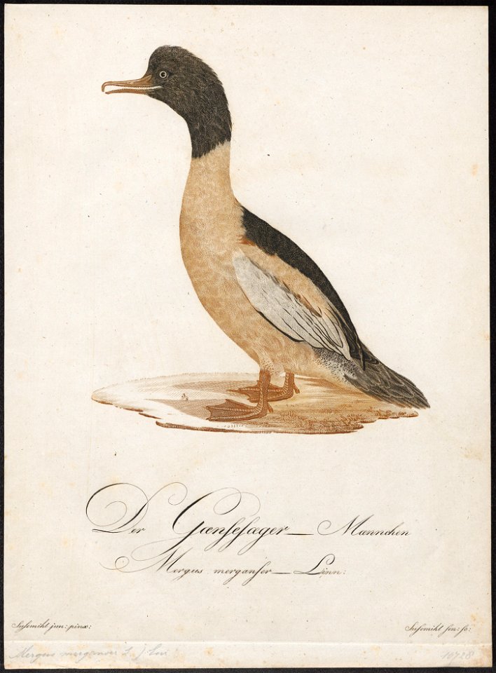 Mergus castor - 1800-1812 - Print - Iconographia Zoologica - Special Collections University of Amsterdam - UBA01 IZ17700193
