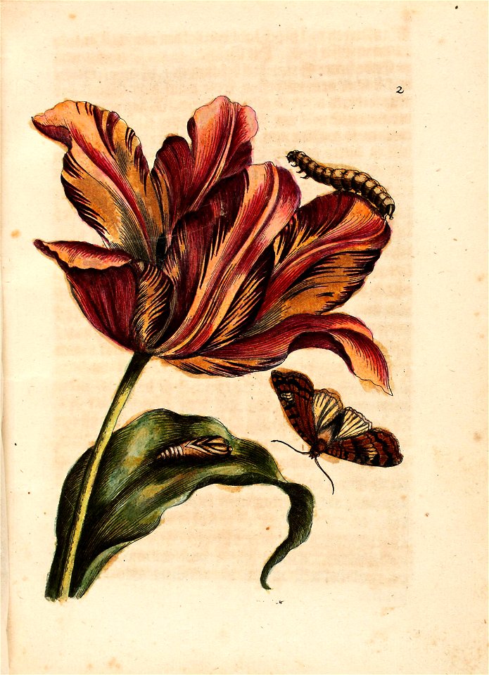 Merian - Der Raupen wunderbare Verwandelung und sonderbare Blumennahrung - Abb 2