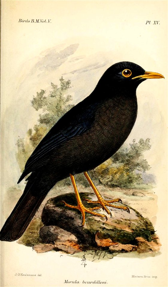MerulaBourdilloniKeulemans