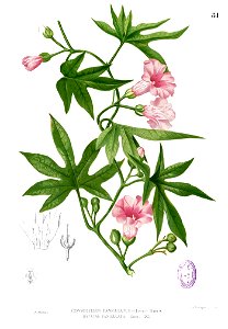 Merremia tuberosa Blanco1.81