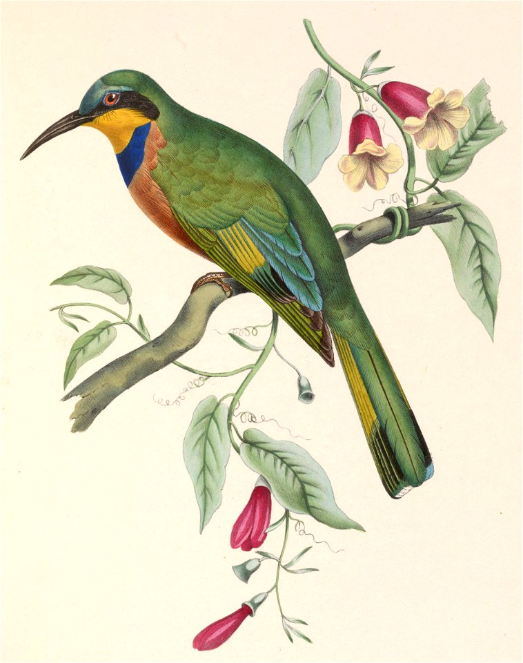 Merops variegatus lafresnayii 1849