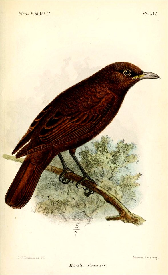 MerulaUlietensisKeulemans