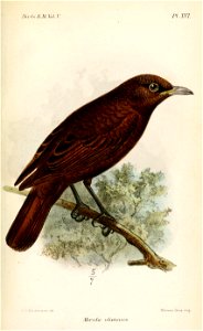 MerulaUlietensisKeulemans