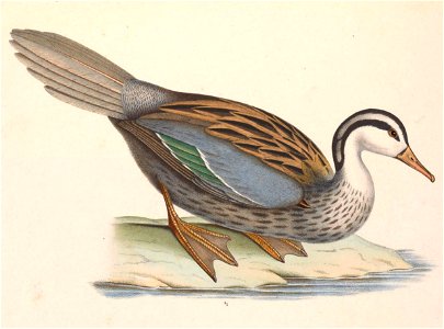 Merganetta armata colombiana 1849