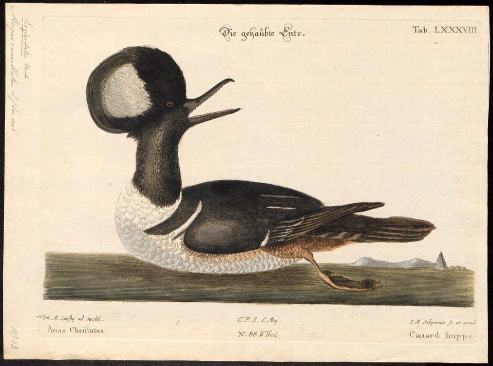 Mergus cucullatus - 1700-1880 - Print - Iconographia Zoologica - Special Collections University of Amsterdam - UBA01 IZ17700221