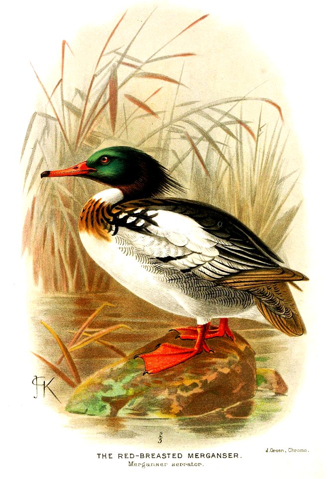 MergusSerratorKeulemans