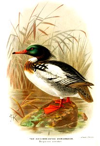 MergusSerratorKeulemans