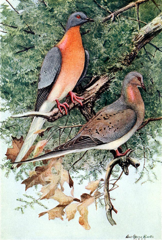 Mershon's The Passenger Pigeon (frontispiece, crop)