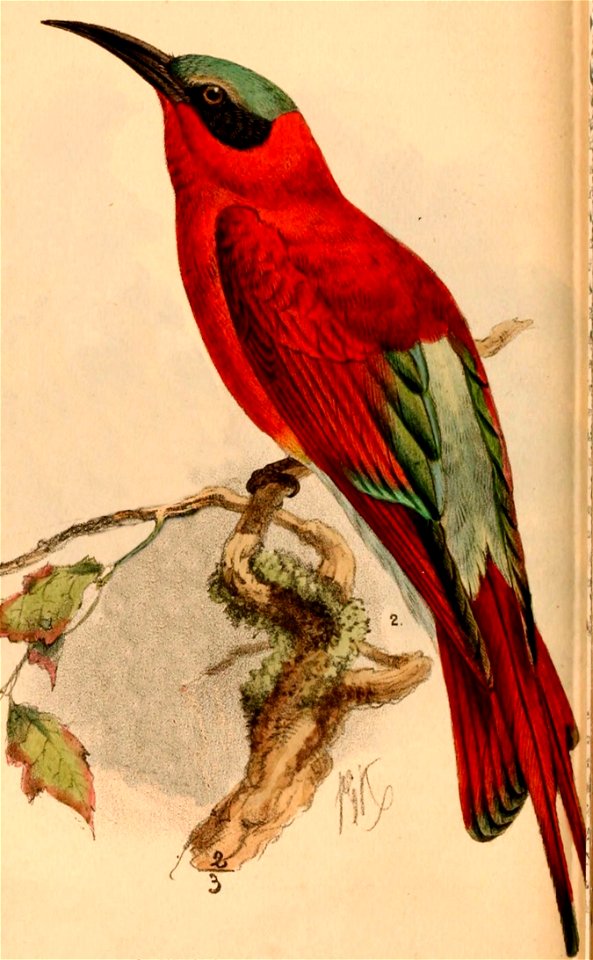 Merops nubicoides 1884