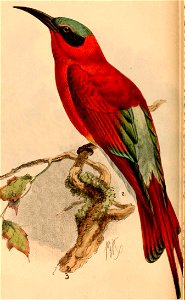 Merops nubicoides 1884