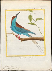 Merops bicolor - 1700-1880 - Print - Iconographia Zoologica - Special Collections University of Amsterdam - UBA01 IZ16800315