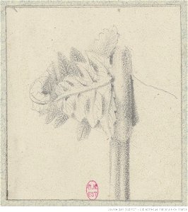 Meryon - Cinq études de plantes, btv1b55002161p, vue 4