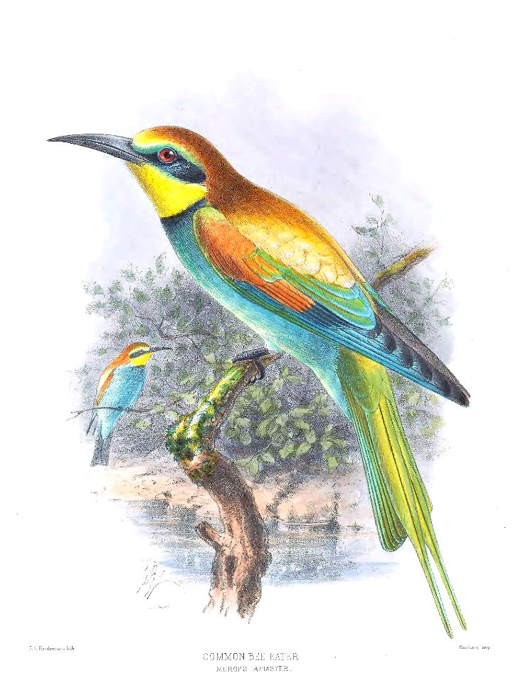 Merops apiaster Keulemans
