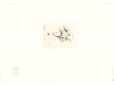 Meryon - Head of a New Holland Dog, 1909.177