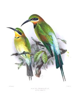 Merops ornatus Keulemans