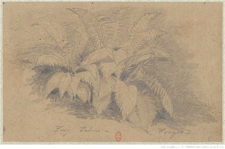 Meryon - Cinq études de plantes, btv1b55002161p, vue 5