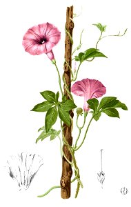 Merremia tuberosa Blanco1.32-cropped