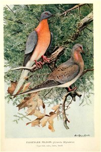 Mershon's The Passenger Pigeon (frontispiece)