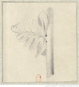 Meryon - Cinq études de plantes, btv1b55002161p, vue 2