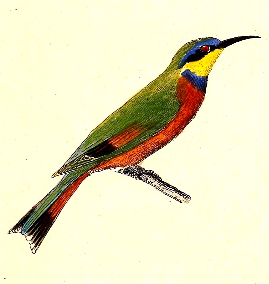 Merops variegatus 1832