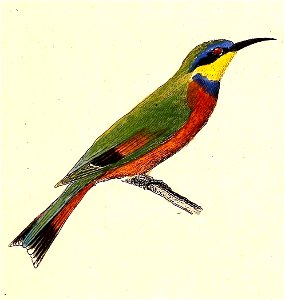Merops variegatus 1832. Free illustration for personal and commercial use.