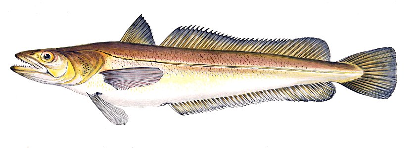 Merluccius merluccius