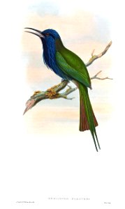 MeropogonForsteniGould