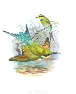 Merops hirundineus furcatus Keulemans