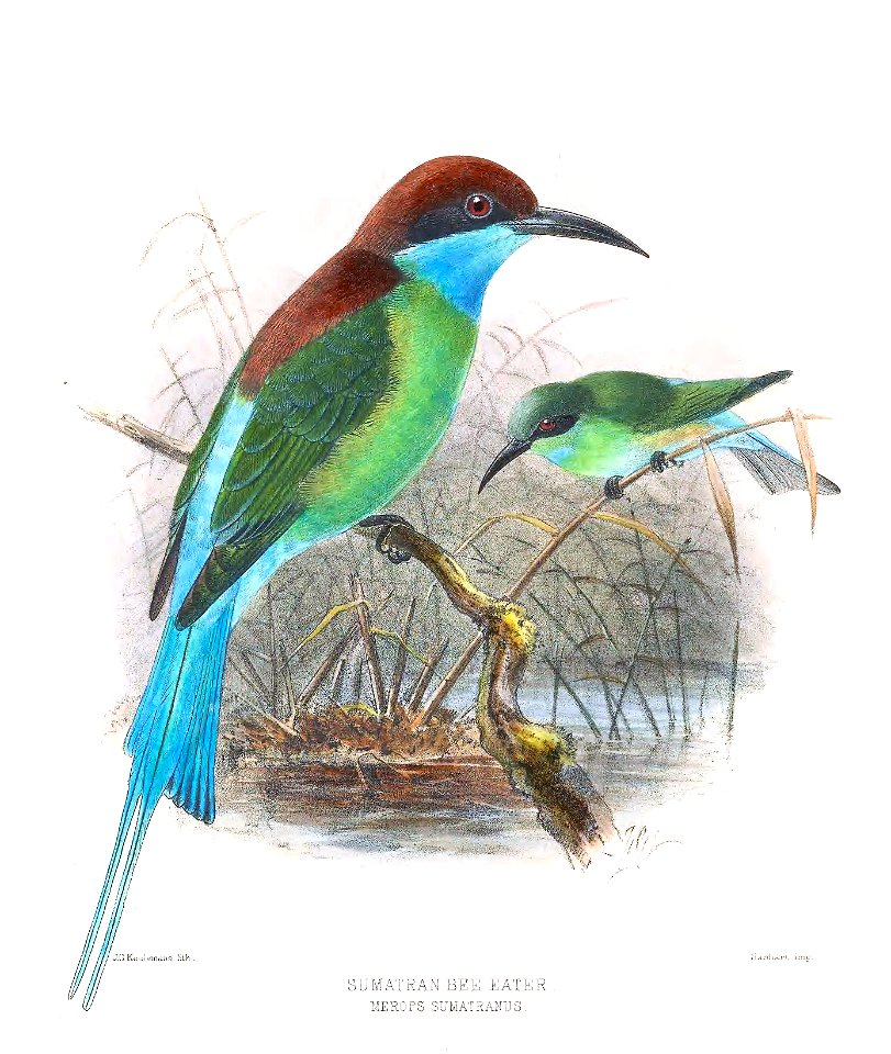 Merops sumatranus Keulemans