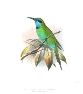 Merops muscatus Keulemans