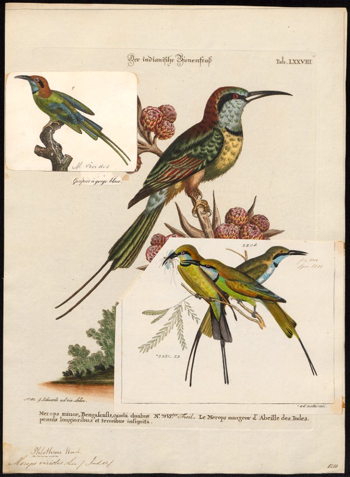 Merops viridis - 1700-1880 - Print - Iconographia Zoologica - Special Collections University of Amsterdam - UBA01 IZ16800327