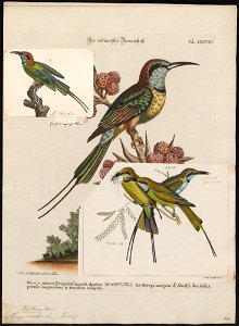 Merops viridis - 1700-1880 - Print - Iconographia Zoologica - Special Collections University of Amsterdam - UBA01 IZ16800327