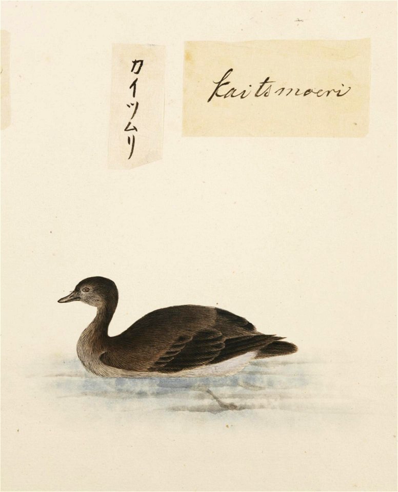 Naturalis Biodiversity Center - RMNH.ART.372 - Tachybaptus ruficollis - Kawahara Keiga - 1823 - 1829 - Siebold Collection - pencil drawing - water colour