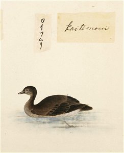 Naturalis Biodiversity Center - RMNH.ART.372 - Tachybaptus ruficollis - Kawahara Keiga - 1823 - 1829 - Siebold Collection - pencil drawing - water colour