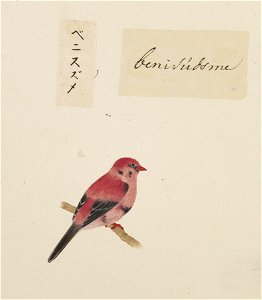 Naturalis Biodiversity Center - RMNH.ART.371 - Amandava amandava - Kawahara Keiga - 1823 - 1829 - Siebold Collection - pencil drawing - water colour