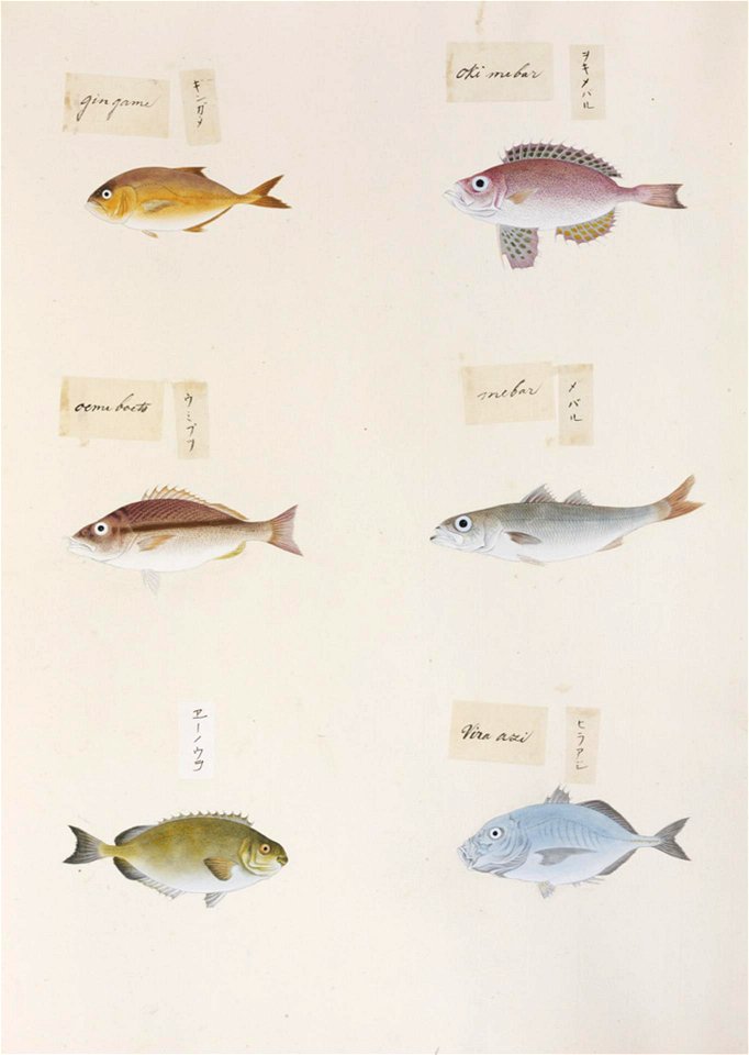 Naturalis Biodiversity Center - RMNH.ART.319-Caranx sp.-Priacanthus sp.-Scombrops boops-Lutjanus vitta-Siganus fuscescens-Alectis sp. - Kawahara Keiga - 1823-1829 - Siebold Collection - pencil drawing-water colour