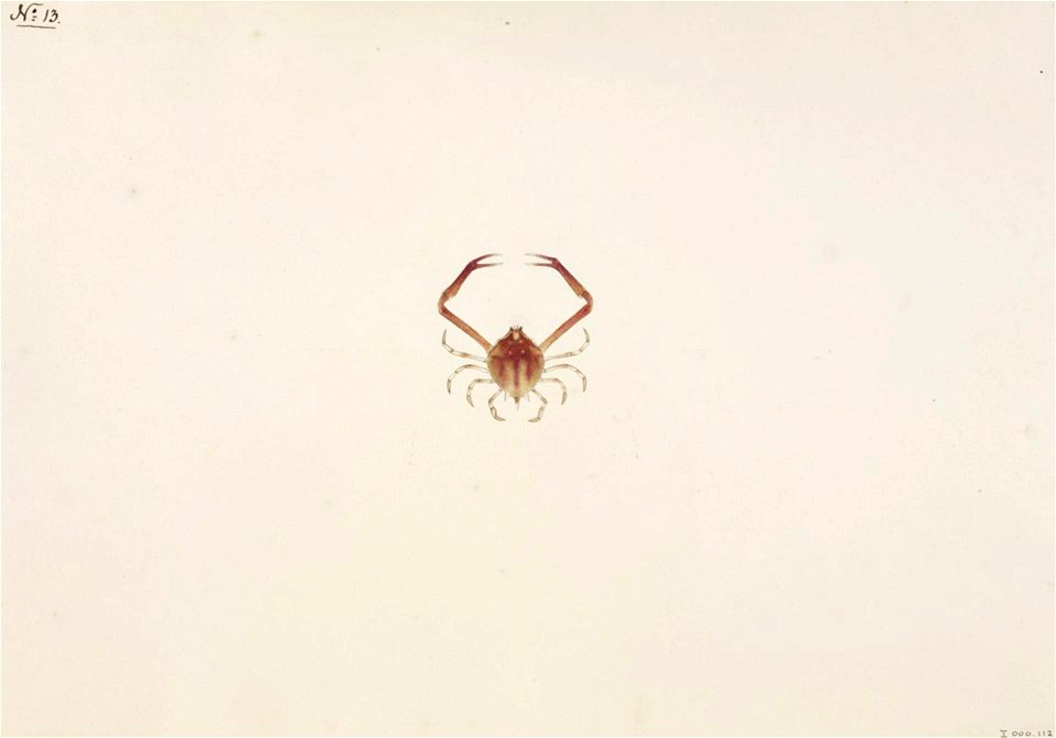 Naturalis Biodiversity Center - RMNH.ART.89 - Myra fugax - Kawahara Keiga - 1823 - 1829 - Siebold Collection - pencil drawing - water colour