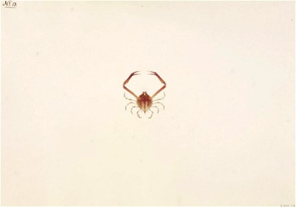 Naturalis Biodiversity Center - RMNH.ART.89 - Myra fugax - Kawahara Keiga - 1823 - 1829 - Siebold Collection - pencil drawing - water colour