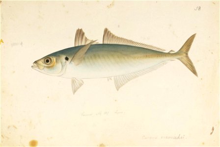 Naturalis Biodiversity Center - RMNH.ART.572 - Decapterus maruadsi (Temminck and Schlegel) - Kawahara Keiga - 1823 - 1829 - Siebold Collection - pencil drawing - water colour